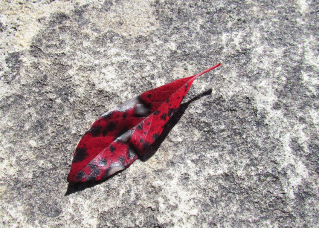 Red and Black Leaf