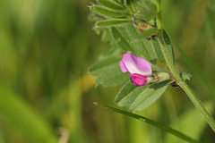 Common vetch (Vicia sativa ssp sativa)