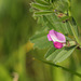 Common vetch (Vicia sativa ssp sativa)