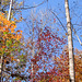 Fall Looking Up