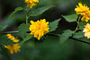 20140423 1624VRMw [D-LIP] Gefüllter Ranunkelstrauch (Kerria japonica 'Pleniflora'), UWZ, Bad Salzuflen