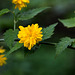 20140423 1624VRMw [D-LIP] Gefüllter Ranunkelstrauch (Kerria japonica 'Pleniflora'), UWZ, Bad Salzuflen