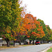 Street in Fall