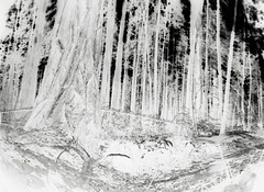 Negative forest