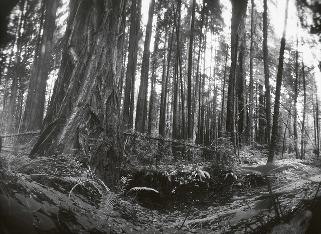 Pinhole redwoods