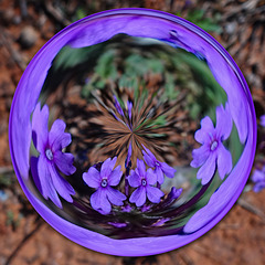 Purple Wild Geraniums