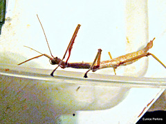 A stick insect
