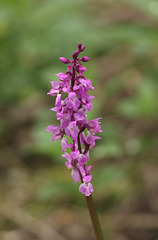 Early purple orchid (Orchis mascula)