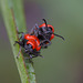 Scarlet Lili Beetle "Lilioceris lilii"
