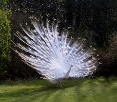 White Peacock oblique view