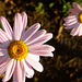 Daisies Painted Pink