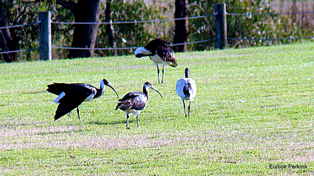 Four ibises