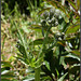 Crepis vesicularia subsp taraxicifolia