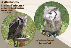 White-faced Scops Owl  - Havenstreet Station - Isle of Wight - 31.5.2013