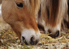Norwegian Fjord horses