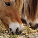 Norwegian Fjord horses