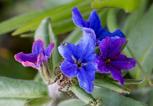 20140423 1550VRMw [D-LIP] Blauroter Steinsame (Lithospermum purpureocaerulea), Spinne, UWZ-1550