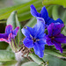 20140423 1550VRMw [D-LIP] Blauroter Steinsame (Lithospermum purpureocaerulea), Spinne, UWZ-1550
