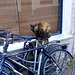 In Holland even the cats ride a bike