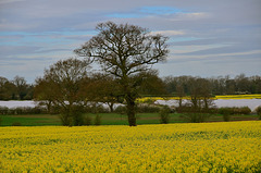Staffordshire Fields