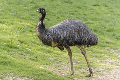 Emu - 20140412