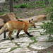 jeune renard/little fox