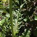 Crepis vesicularia subsp taraxicifolia
