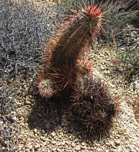 Cactus (5924)