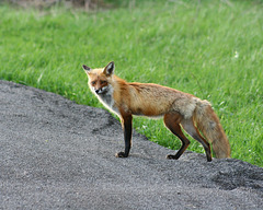 fox/renard