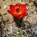 Cactus Flower (5836)