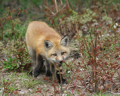 little fox/jeune renard