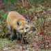 little fox/jeune renard