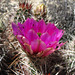 Cactus Flower (5926)