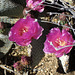 Cactus Flowers (5914)
