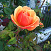 A rose in my neighborhood
