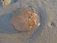 Beached Jellyfish