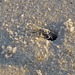 Sand  Crab at Burrow