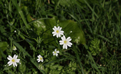 Greater stitchwort (Stellaria holostea)
