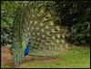 peacock display