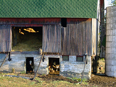 Barn, with Hay & Cattle