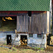 Barn, with Hay & Cattle
