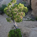 Cypress at Jumbo Rocks (5876)