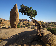 Cypress at Jumbo Rocks (5881)