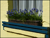 spring blue window