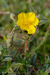 Helianthemum nummularium (Common Rock-Rose)