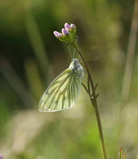 Green-veined white (Pieris napi) butterfly