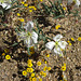 Desert Flowers (5859)