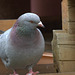 mon pigeon