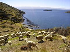 Moutons en Bolivie