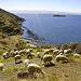 Moutons en Bolivie